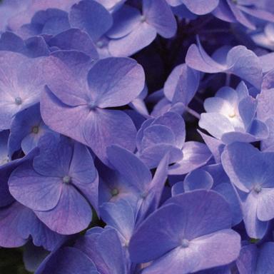 สีของดอกต้นผักโขม มีความม่วงอมน้ำเงินที่ดูโดดเด่นไม่เหมือนใคร